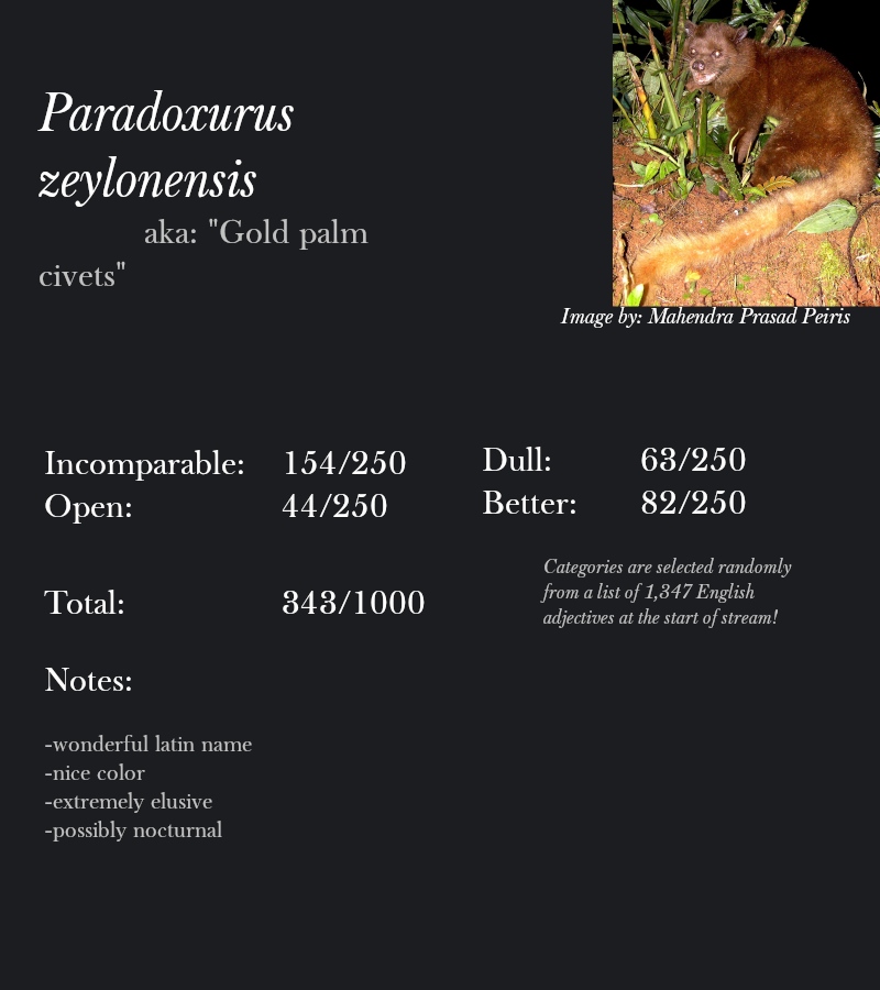 Paradoxurus zeylonensis